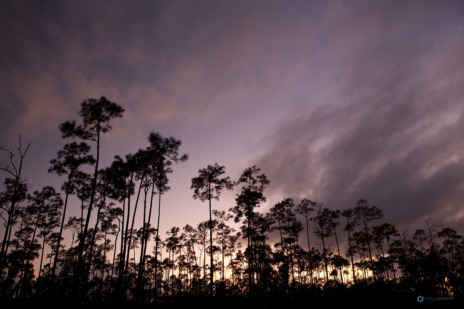 Pine trees silhouetted against Sunset sky at the Everglades National Park, Florida, USA