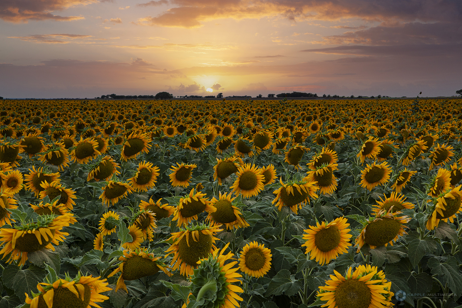 Sunflowers in Texas